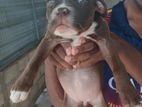 American Bully Puppies