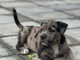 American Bully Puppies