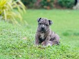 American Bully Puppies