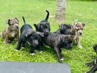 American Bully Puppies