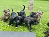 American Bully Puppies