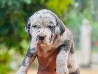 American Bully Puppies