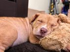 American Bully Puppies