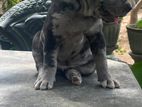 American Bully Puppies