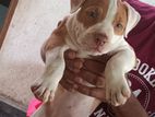 American Bully Puppies