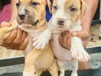 American Bully Puppies