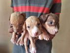 American Bully Puppies