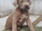 American Bully Puppies