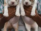American Bully Puppies