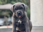 American Bully Puppies