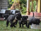 American Bully Puppies