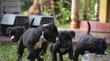 American Bully Puppies