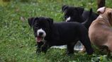 American Bully Puppies