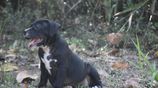 American Bully Puppies
