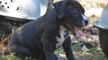 American Bully Puppies