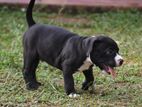 American Bully Puppies