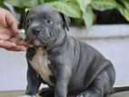 American Bully Puppies