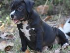 American Bully Puppies