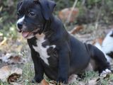 American Bully Puppies
