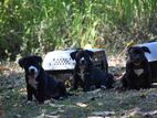 American bully puppies