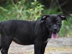 American Bully Puppies