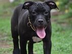 American Bully Puppies