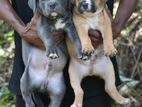 American bully puppies