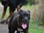 American Bully Puppies