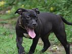 American Bully Puppies