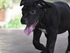 American bully puppies