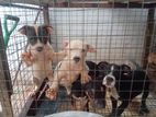 American Bully Puppies