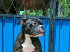 American Bully Puppies