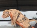 American Bully Puppies