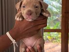 American Bully Puppies