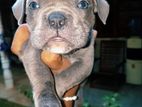 American Bully Puppies