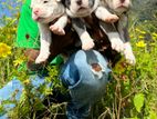 American Bully Puppies