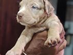 American Bully Puppies
