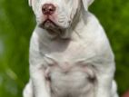 American Bully Puppies XL Female