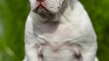 American Bully Puppies XL Female
