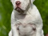 American Bully Puppies XL Female