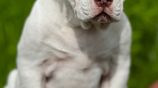 American Bully Puppies XL Female