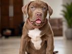 American Bully Puppies XL