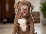 American Bully Puppies XL