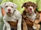 American Bully Puppies XL