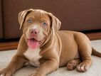 American Bully puppies XL