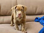 American Bully Puppies XL for Sale