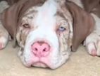 American Bully Puppies XL