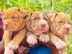American Bully puppies XL