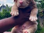 American Bully Puppies Xl