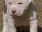 American Bully Puppies Xl